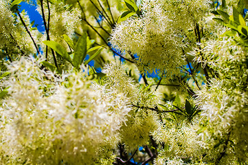 Image showing White, fleecy blooms  hang on the branches of fringe tree