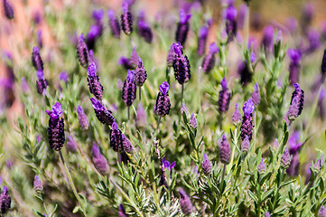 Image showing purple lavendula flower plant family of Lamiaceae in the garden