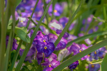 Image showing Violet beautiful pansy flowering in spring time with green 