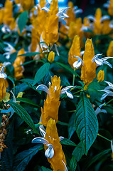 Image showing Blossoming Pachystachys lutea close-up