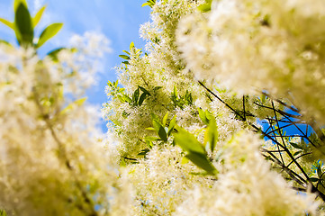 Image showing White, fleecy blooms  hang on the branches of fringe tree