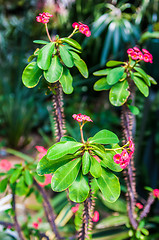 Image showing Thorny Succulent with pink Blooming mini flowers