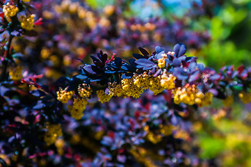 Image showing prickly brown bush with yellow flowers clusters