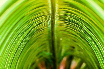 Image showing close up view of nice green palm leaf on white back