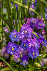 Image showing Violet beautiful pansy flowering in spring time with green 