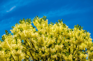 Image showing White, fleecy blooms  hang on the branches of fringe tree