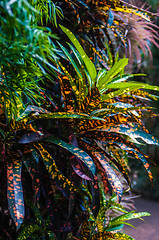 Image showing tropical leopard leaves