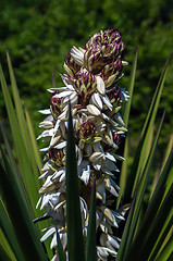 Image showing palm tree blossom blooming in spring