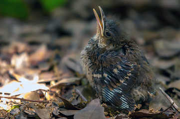 Image showing little bird chick got lost from the birds nest sitting on leaves