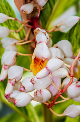 Image showing mini white orchids bloom