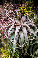 Image showing aloe vera cactus succulent plant indoor in summer