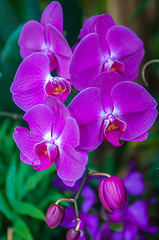 Image showing Beautiful purple orchid - phalaenopsis