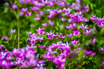 Image showing abstract Blurry pink flower background for backgrounds