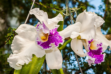 Image showing beautiful white orchids flower bloom