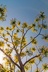 Image showing Branches of acacia trees with leaves on the background of the sk