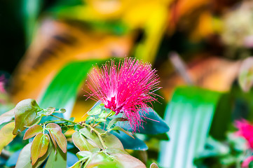 Image showing Pink crown of a blossoming acacia close up