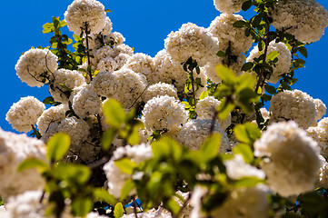 Image showing Viburnum opulus Compactum bush with white flowers (selective foc