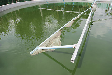 Image showing Spirulina harvesting