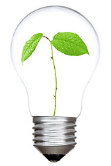 Image showing Light bulb with green sprout inside
