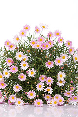 Image showing Daisy flower bouquet