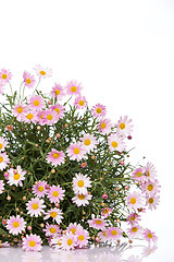 Image showing Daisy flower bouquet