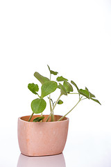 Image showing Pumpkin sprouts in a pot