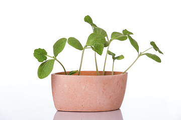 Image showing Pumpkin sprouts in a pot