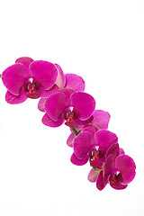 Image showing Pink orchid