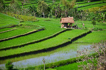 Image showing Terraced rice fields with old hut. Bali, Indonesia.