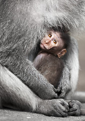 Image showing Cub cynomolgus macaques with his mother