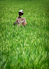 Image showing Home-made rustic scarecrow in a rice field. Indonesia