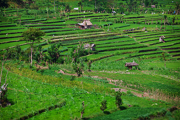 Image showing Terraced rice fields. Bali, Indonesia.