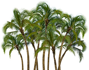 Image showing Group of palm trees on white background