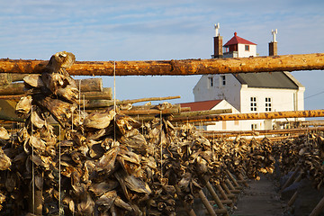 Image showing Drying stock fish in Norway