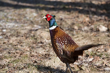 Image showing pheasant