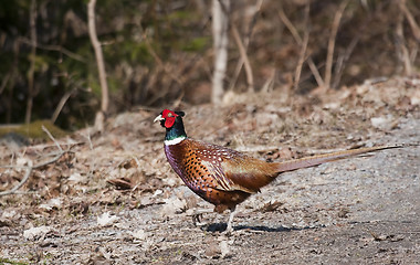 Image showing male pheasant