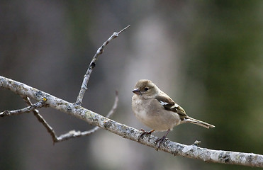 Image showing female chaffinch