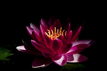 Image showing red water lily