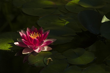 Image showing red water lily