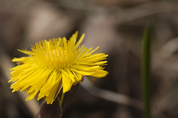 Image showing tussilago farfare