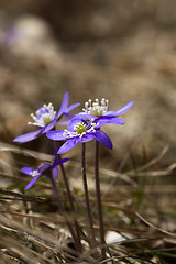 Image showing hepatica nobilis