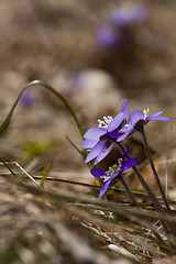 Image showing hepatica nobilis