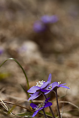 Image showing blue anemones