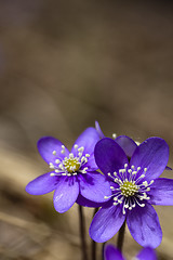 Image showing blue anemones