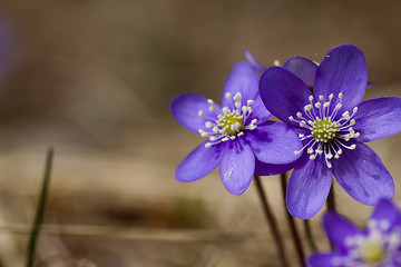 Image showing blue anemones