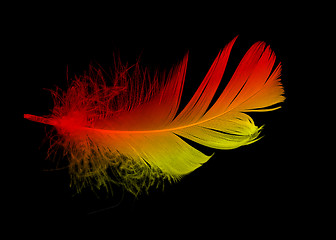 Image showing Feather