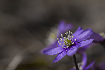 Image showing blue anemone