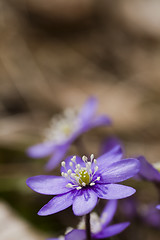 Image showing blue anemone