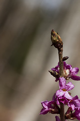 Image showing daphne mezereum