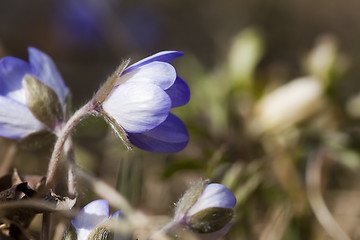 Image showing liverleaf